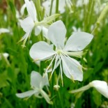 Gaura linheimeri 'Snowbird'