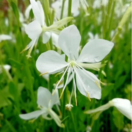 Gaura linheimeri 'Snowbird'