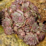 Sempervivum 'Boromir'