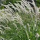 Pennisetum orientale 'Tall Tails'