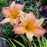 Hemerocallis 'Abstract Art'