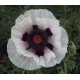 Papaver orientale 'Perry's White'