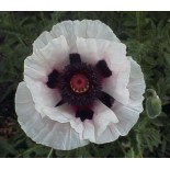 Papaver orientale 'Perry's White'