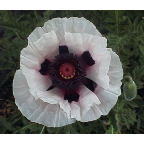 Papaver orientale 'Perry's White'