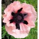 Papaver orientale 'Princesse Victoria Louise'