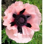 Papaver orientale 'Princesse Victoria Louise'