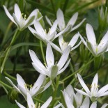 Ornithogalum umbellatum