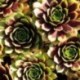 Sempervivum 'Hayling'