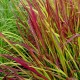 Imperata cylindrica 'Red Baron'