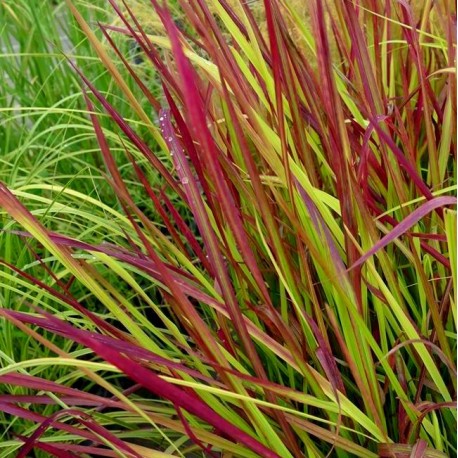 Imperata cylindrica 'Red Baron'