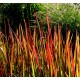 Imperata cylindrica 'Red Baron'