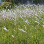 Imperata cylindrica (poacées)