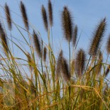 Pennisetum alopecuroides 'National Arboretum'