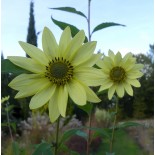 Helianthus giganteus 'Sheila's Sunshine'