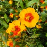 Helianthemum 'Ben Heckla'