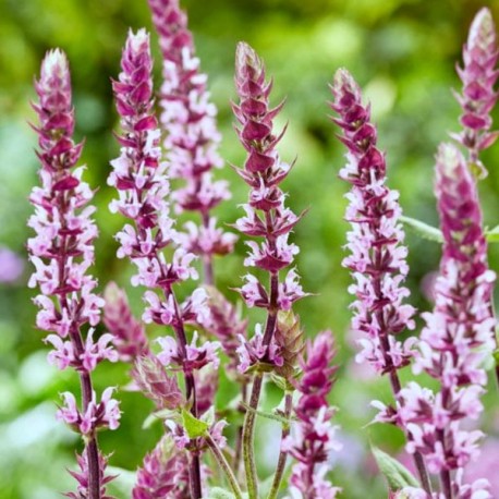 Salvia nemerosa 'Caradonna Pink'