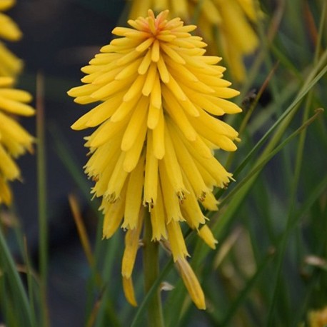 Kniphofia 'Banana Popsicle'