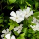 Vinca minor 'Alba'