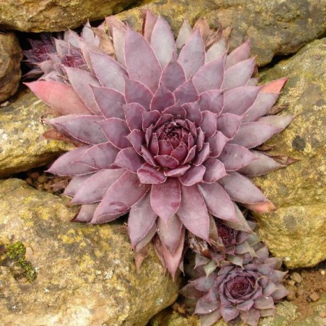 Sempervivum 'Jungle Shadows'