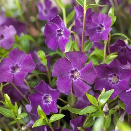 Vinca minor 'Atropurpurea'