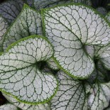 Brunnera macrophylla 'Silverheart'