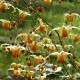 Epimedium 'Amber Queen'