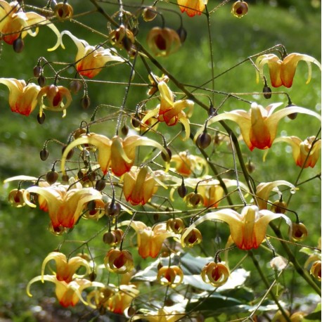 Epimedium 'Amber Queen'