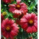 Gaillardia x grandiflora 'Bourgogne'