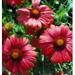 Gaillardia x grandiflora 'Bourgogne'