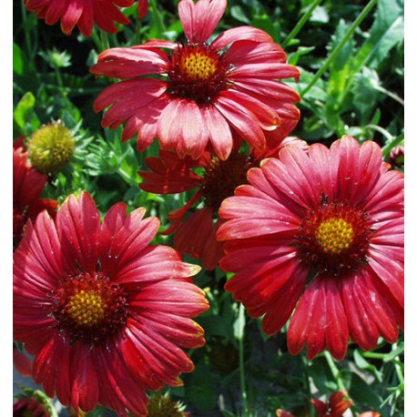 Gaillardia x grandiflora 'Bourgogne'