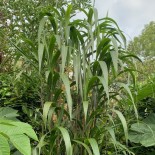 Pennisetum latifolium