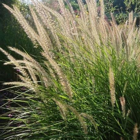 Pennisetum orientale 'Fairy Tails'