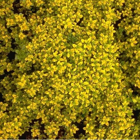 Thymus 'Bertram Anderson'