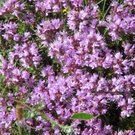 Thymus serphyllum