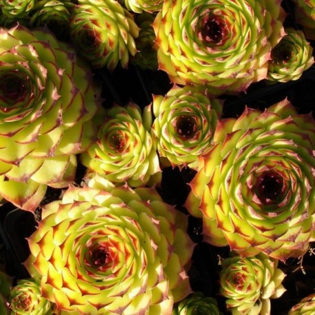 Sempervivum tectorum 'Birchmeyer'