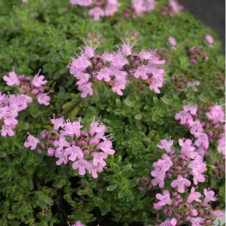 Thymus doerfleri 'Bressingham'