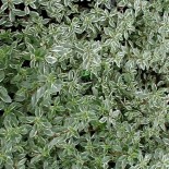 Thymus citriodorus 'Variegatus'