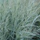 Panicum virgatum 'Blue Tower'