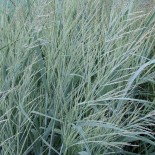 Panicum virgatum 'Blue Tower'