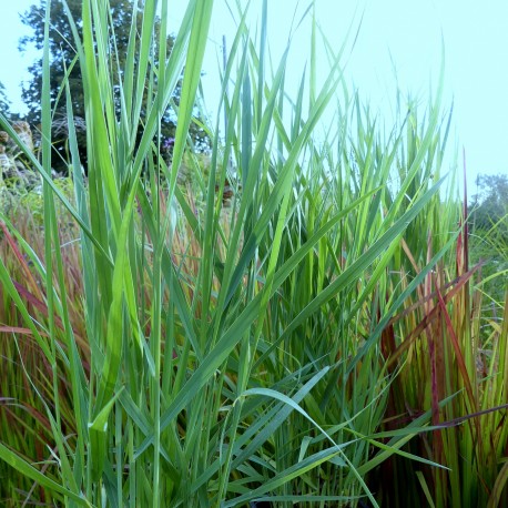 Panicum virgatum 'Prairie Blues'