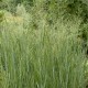 Panicum virgatum 'Haute Voltige'