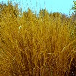 Panicum virgatum 'Cloud Nine'