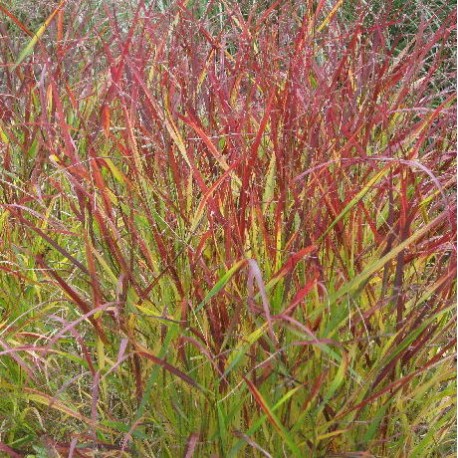 Panicum virgatum 'Rotstrahlbusch'