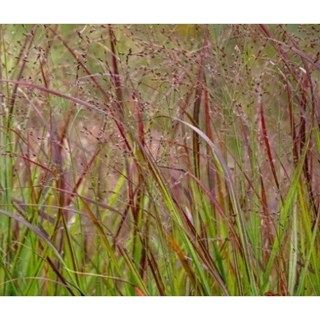 Panicum virgatum 'Sangria'