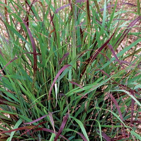 Panicum virgatum 'Shenandoah'