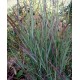 Panicum virgatum 'Sheyenne Sky'