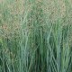 Panicum virgatum 'Heavy Metal'
