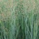 Panicum virgatum 'Heavy Metal'