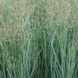 Panicum virgatum 'Heavy Metal'