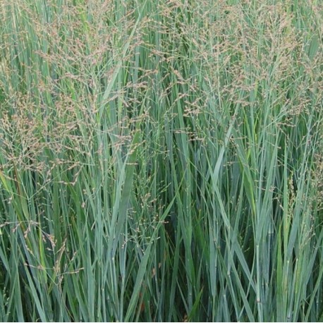 Panicum virgatum 'Heavy Metal'